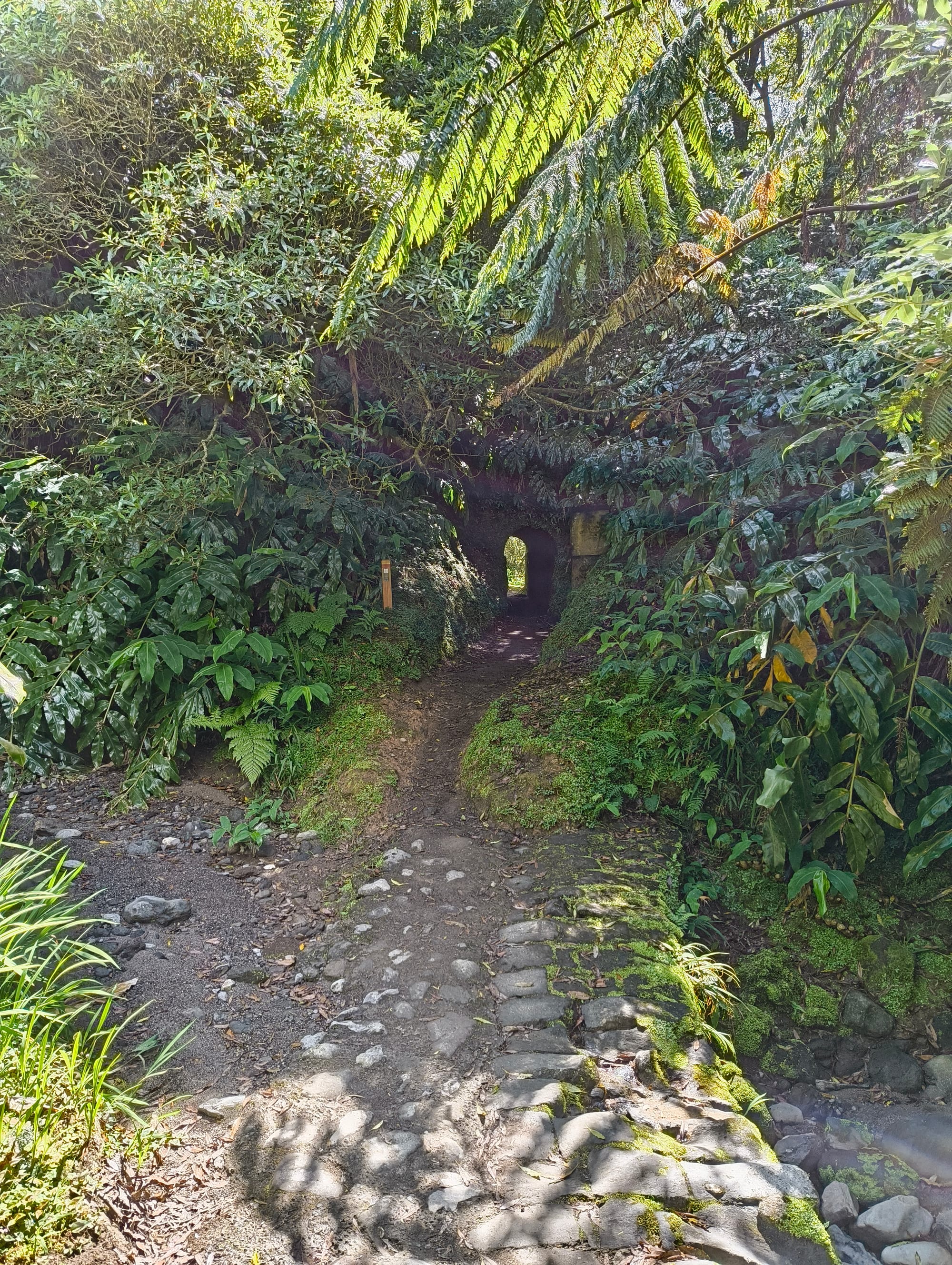 A small tunnel hidden between leafs