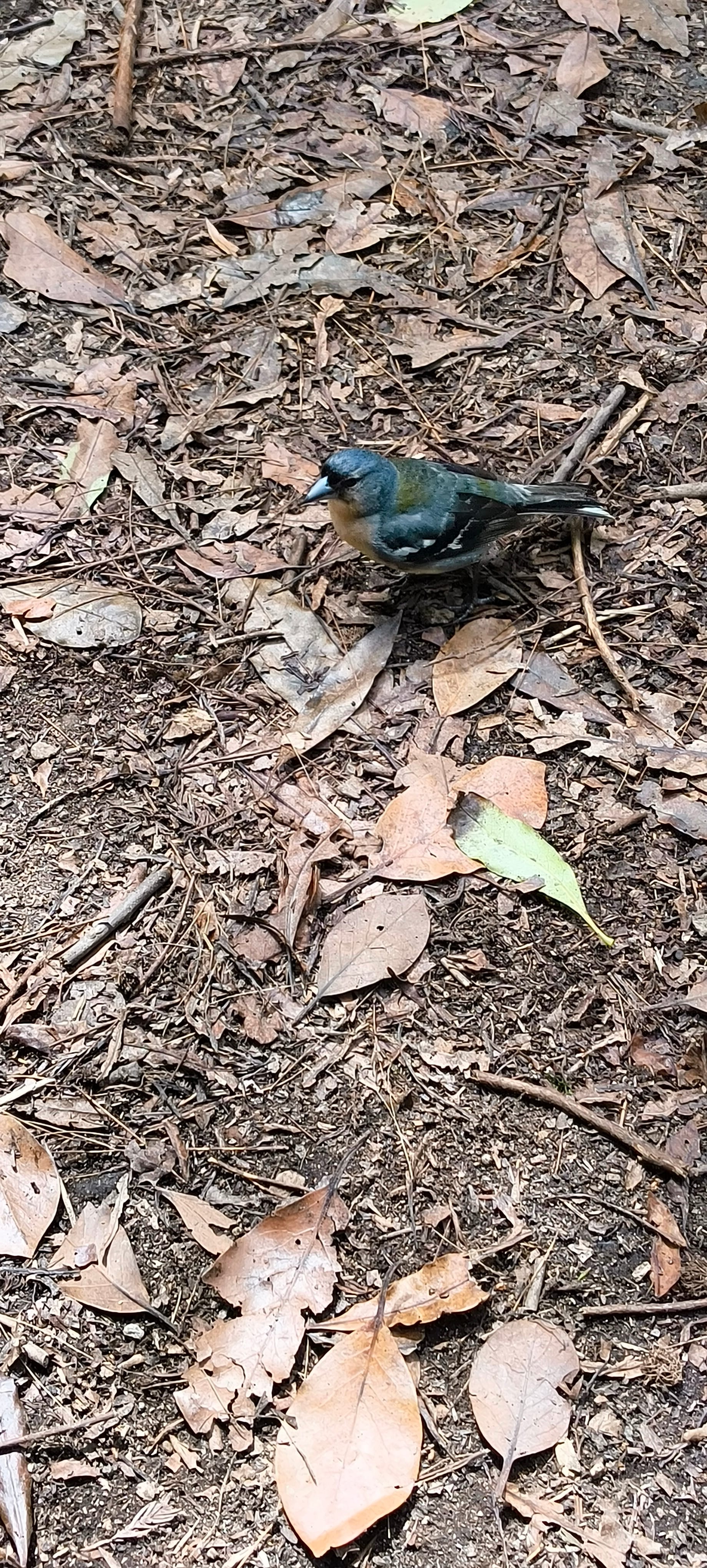 A blue/brown bird standing on the ground