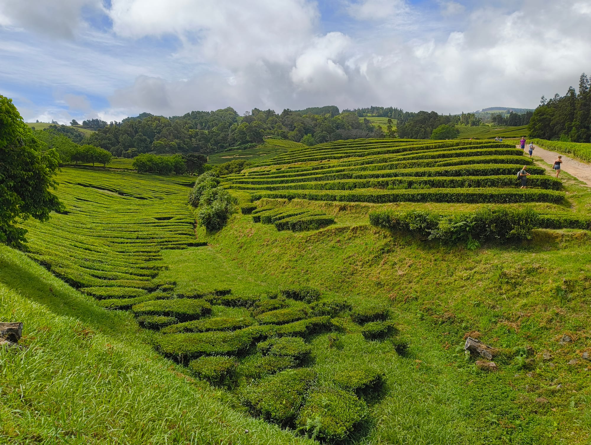 Green tea plantation, with some trees in the background