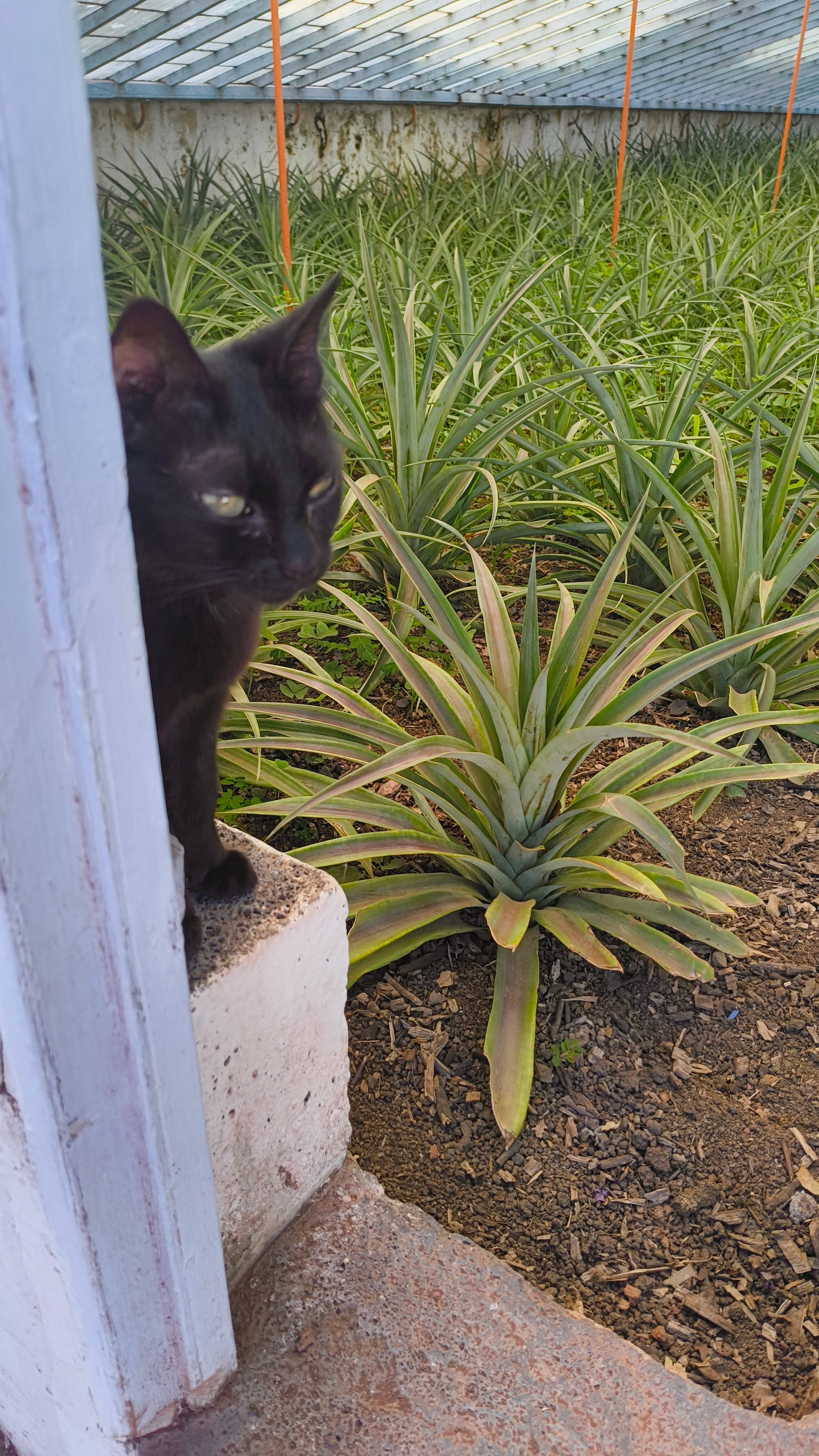 A black cat sitting next to a pineapple garden